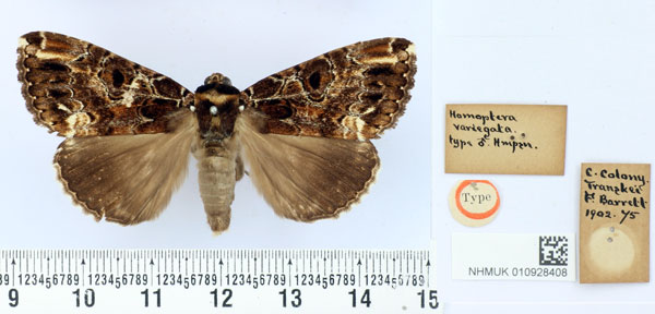 /filer/webapps/moths/media/images/V/variegata_Homoptera_HT_BMNH.jpg