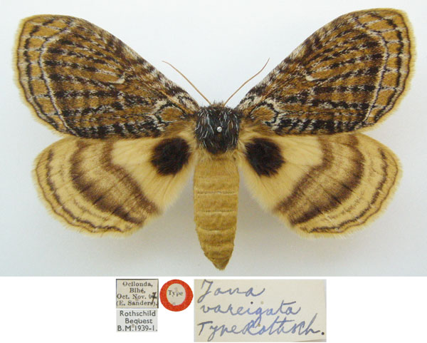 /filer/webapps/moths/media/images/V/variegata_Jana_PTF_NHMUKa.jpg