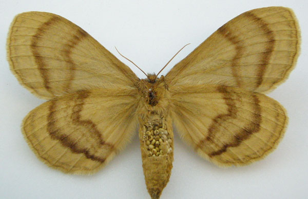 /filer/webapps/moths/media/images/V/variegata_Jana_PTF_NHMUKb.jpg