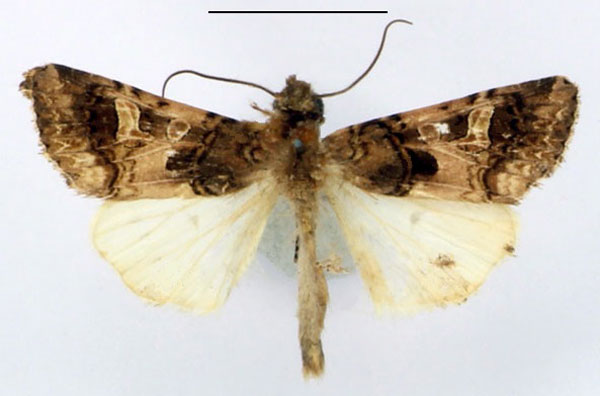 /filer/webapps/moths/media/images/V/variegata_Odontestra_AM_BMNH.jpg