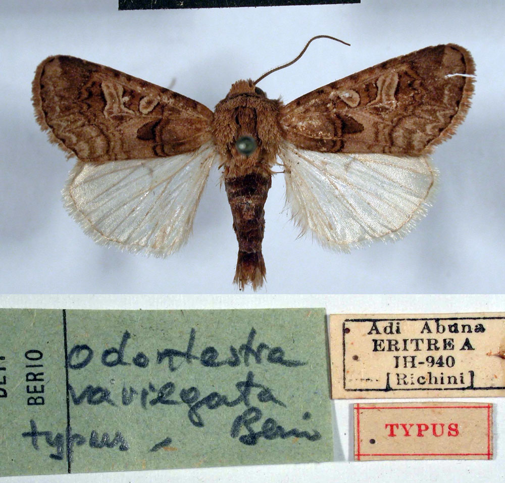 /filer/webapps/moths/media/images/V/variegata_Odontestra_HT_MSNM.jpg