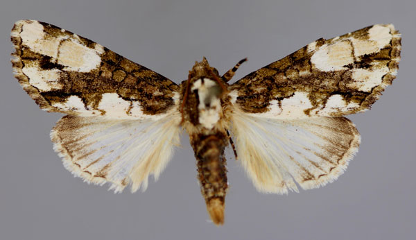 /filer/webapps/moths/media/images/V/variegata_Phoperigea_A_RMCA_01.jpg