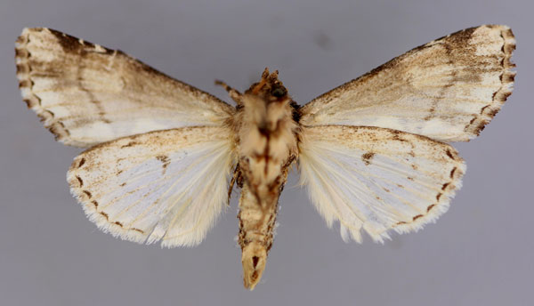 /filer/webapps/moths/media/images/V/variegata_Phoperigea_A_RMCA_02.jpg