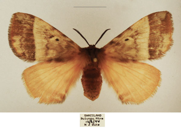 /filer/webapps/moths/media/images/V/variegata_Poloma_AF_TMSA_02.jpg