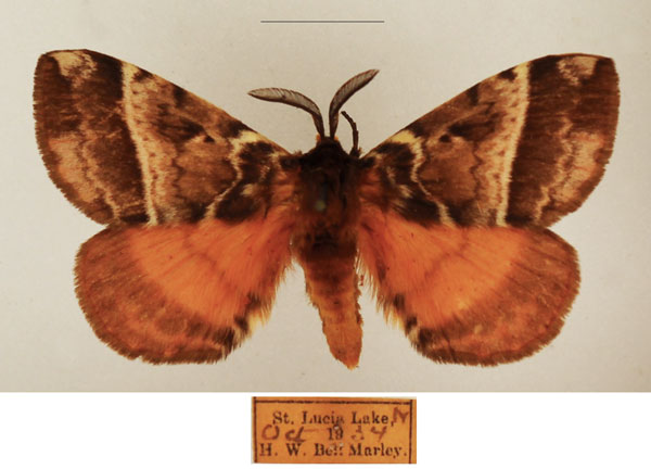 /filer/webapps/moths/media/images/V/variegata_Poloma_AM_TMSA_02.jpg