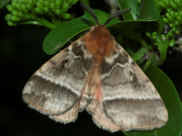 /filer/webapps/moths/media/images/V/variegata_Poloma_A_DeBeer.jpg