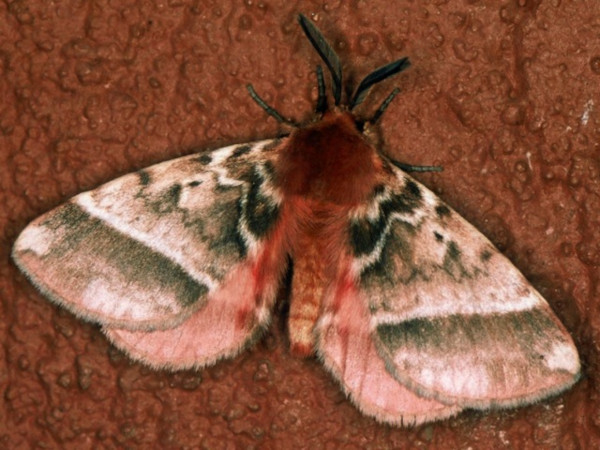 /filer/webapps/moths/media/images/V/variegata_Poloma_A_Roland.jpg