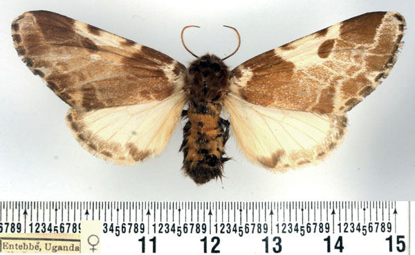 /filer/webapps/moths/media/images/V/variegata_Sciatta_AF_BMNH.jpg