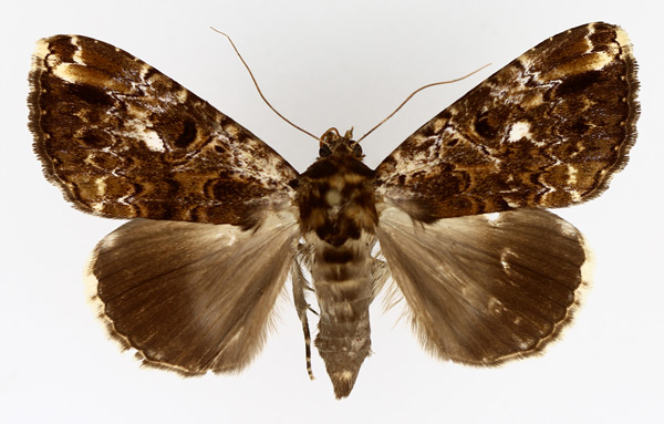 /filer/webapps/moths/media/images/V/variegata_Tolna_AF_TMSA_01.jpg