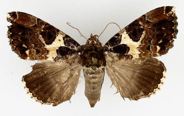 /filer/webapps/moths/media/images/V/variegata_Tolna_AF_TMSA_02.jpg