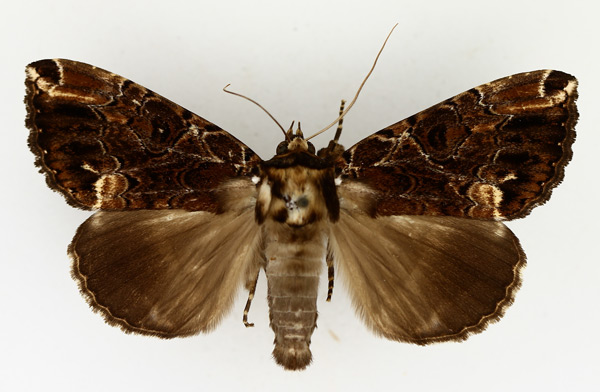 /filer/webapps/moths/media/images/V/variegata_Tolna_AM_TMSA_01.jpg