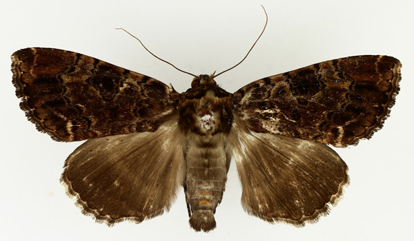 /filer/webapps/moths/media/images/V/variegata_Tolna_AM_TMSA_02.jpg