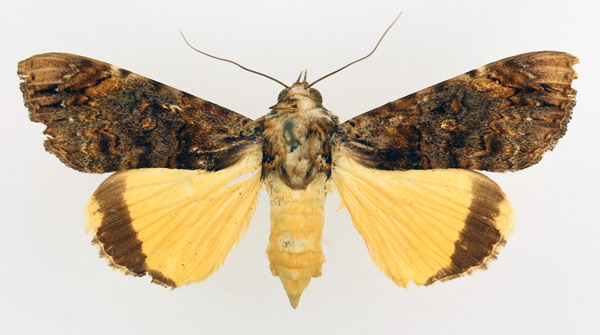 /filer/webapps/moths/media/images/V/variegata_Ulotrichopus_AF_TMSA_01.jpg