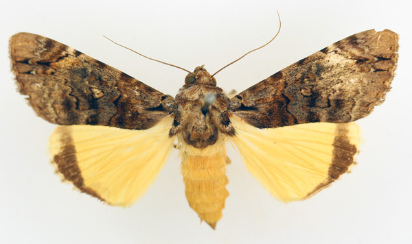 /filer/webapps/moths/media/images/V/variegata_Ulotrichopus_AF_TMSA_02.jpg