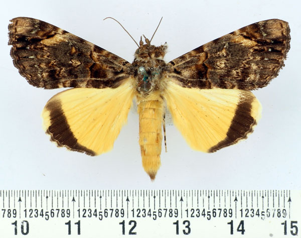 /filer/webapps/moths/media/images/V/variegata_Ulotrichopus_AM_BMNH.jpg
