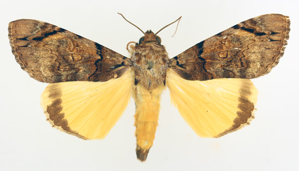 /filer/webapps/moths/media/images/V/variegata_Ulotrichopus_AM_TMSA_01.jpg