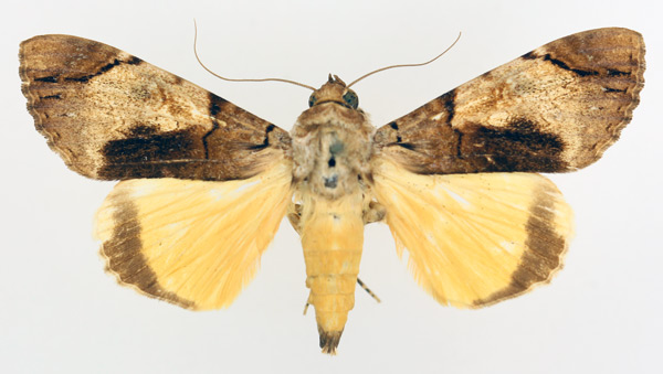 /filer/webapps/moths/media/images/V/variegata_Ulotrichopus_AM_TMSA_02.jpg