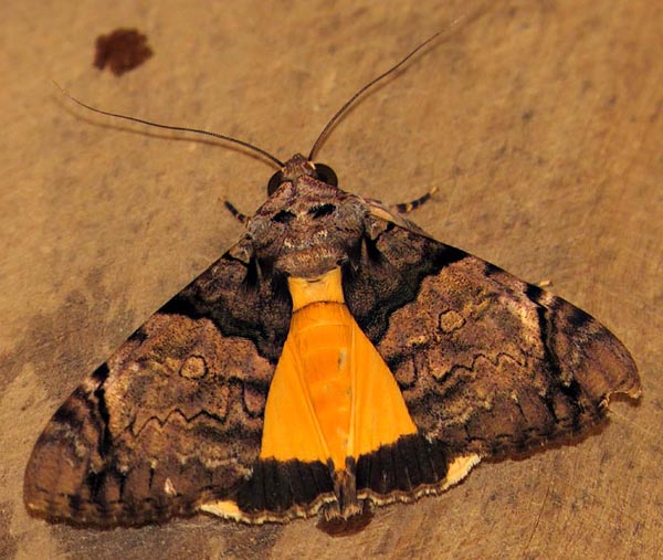/filer/webapps/moths/media/images/V/variegata_Ulotrichopus_A_Braun_10.jpg