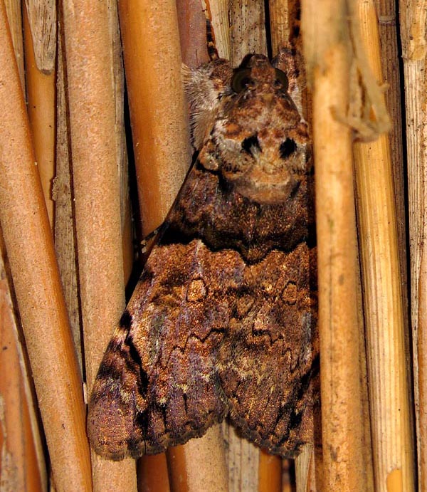 /filer/webapps/moths/media/images/V/variegata_Ulotrichopus_A_Braun_11.jpg