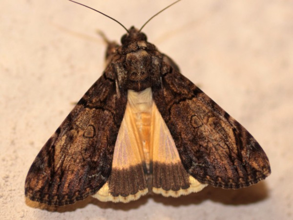 /filer/webapps/moths/media/images/V/variegata_Ulotrichopus_A_Heyns.jpg