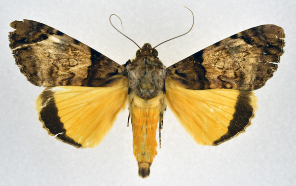 /filer/webapps/moths/media/images/V/variegata_Ulotrichopus_A_NHMO.jpg