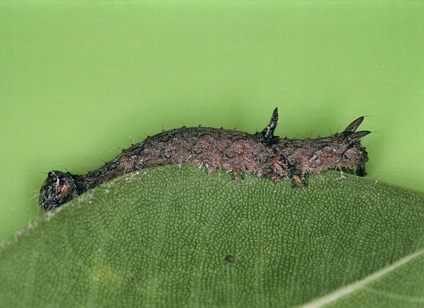 /filer/webapps/moths/media/images/V/variegata_Ulotrichopus_C_Roland_02.jpg
