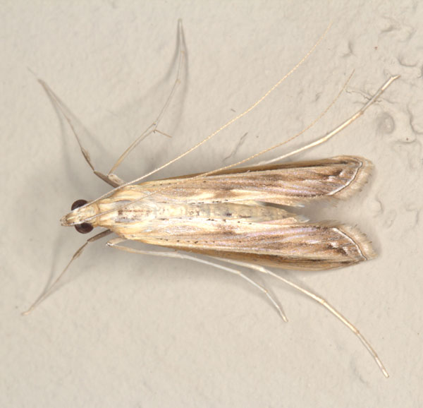/filer/webapps/moths/media/images/V/varii_Euclasta_A_Heynsb.jpg