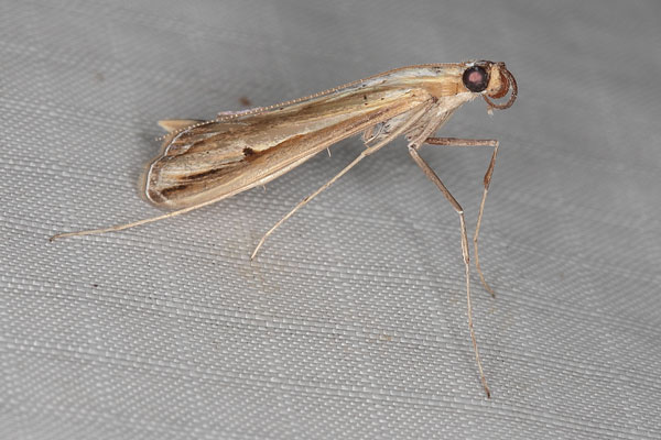 /filer/webapps/moths/media/images/V/varii_Euclasta_A_Heynsc.jpg