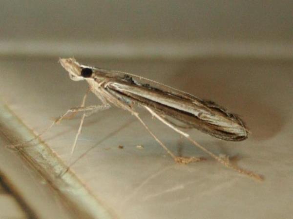 /filer/webapps/moths/media/images/V/varii_Euclasta_A_Sydes.jpg
