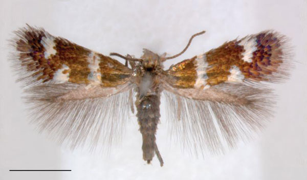 /filer/webapps/moths/media/images/V/varii_Holocacista_AF_RNHL.jpg