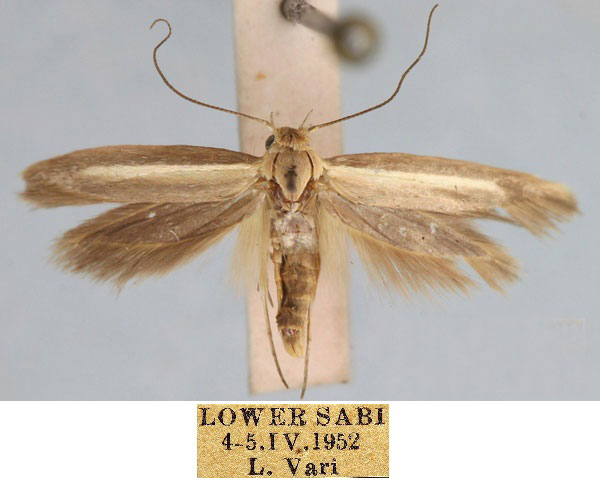 /filer/webapps/moths/media/images/V/varii_Scythris_HT_TMSA_ugFNskq.jpg