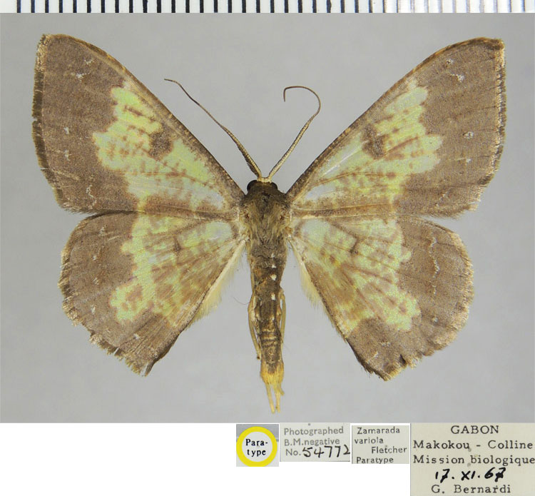 /filer/webapps/moths/media/images/V/variola_Zamarada_PTM_ZSMa.jpg