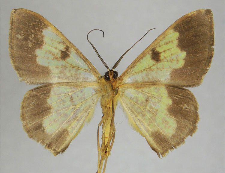 /filer/webapps/moths/media/images/V/variola_Zamarada_PTM_ZSMb.jpg
