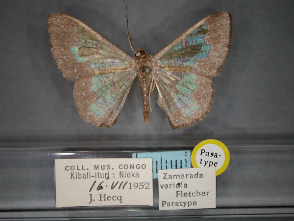 /filer/webapps/moths/media/images/V/variola_Zamarada_PT_RMCA_01.jpg