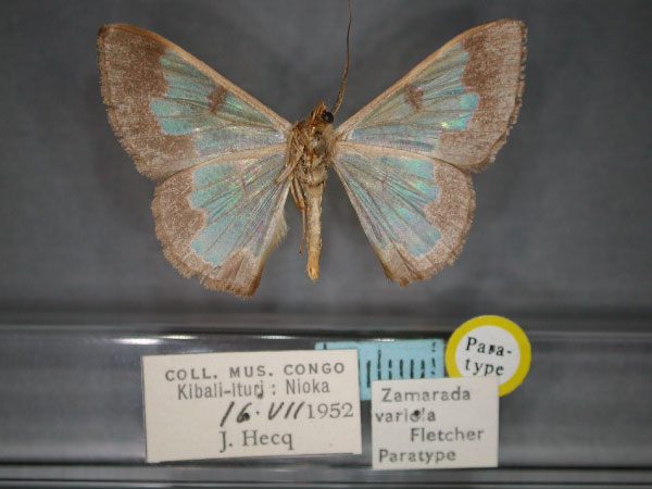 /filer/webapps/moths/media/images/V/variola_Zamarada_PT_RMCA_02.jpg