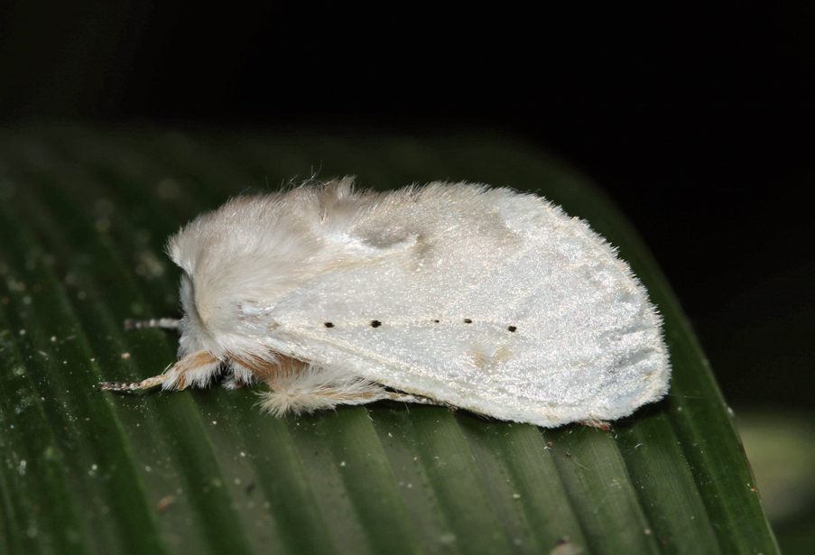 /filer/webapps/moths/media/images/V/varipes_Naroma_A_Roland_01.jpg