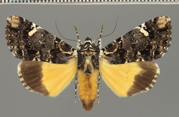 /filer/webapps/moths/media/images/V/varius_Ulotrichopus_AF_Fiebig.jpg
