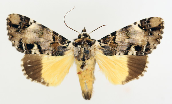 /filer/webapps/moths/media/images/V/varius_Ulotrichopus_AM_TMSA_01.jpg