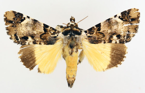 /filer/webapps/moths/media/images/V/varius_Ulotrichopus_AM_TMSA_02.jpg