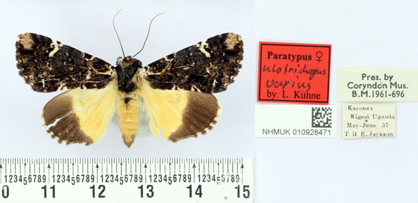 /filer/webapps/moths/media/images/V/varius_Ulotrichopus_PT_BMNH.jpg