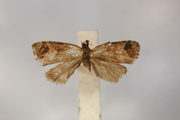 /filer/webapps/moths/media/images/V/vasculigera_Endothenia_LT_RMCA_01.jpg