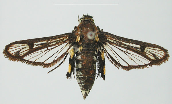 /filer/webapps/moths/media/images/V/vassei_Crinipus_HT_MNHN_KWAMJxo.jpg