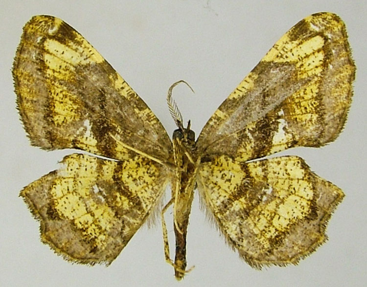 /filer/webapps/moths/media/images/V/vastata_Xenimpia_HT_ZSMb.jpg