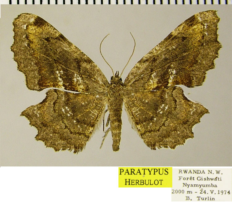 /filer/webapps/moths/media/images/V/vastata_Xenimpia_PTF_ZSM.jpg