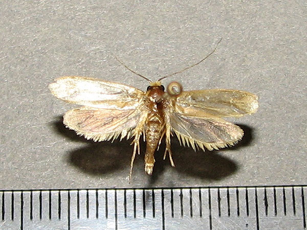/filer/webapps/moths/media/images/V/vastellus_Ceratophaga_A_Goff.jpg