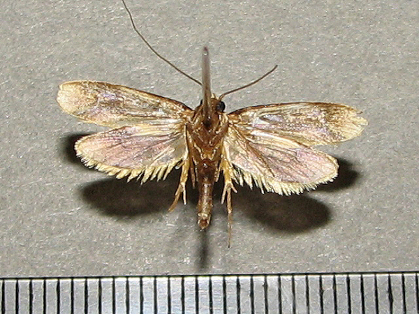 /filer/webapps/moths/media/images/V/vastellus_Ceratophaga_A_Goffb_01.jpg