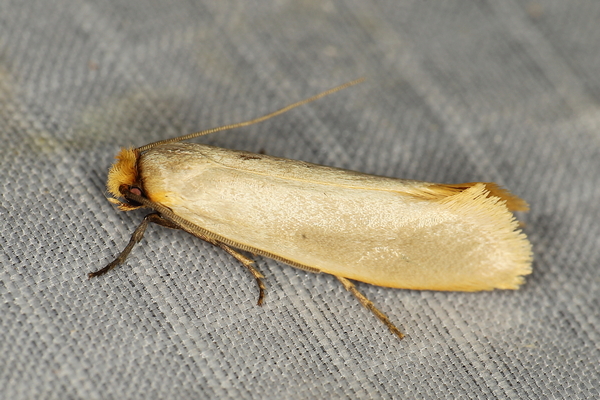 /filer/webapps/moths/media/images/V/vastellus_Ceratophaga_A_Heyns_01.JPG