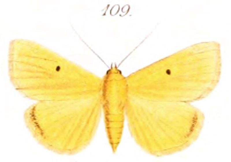 /filer/webapps/moths/media/images/V/vates_Leocyma_HT_Saalmuller_109.jpg
