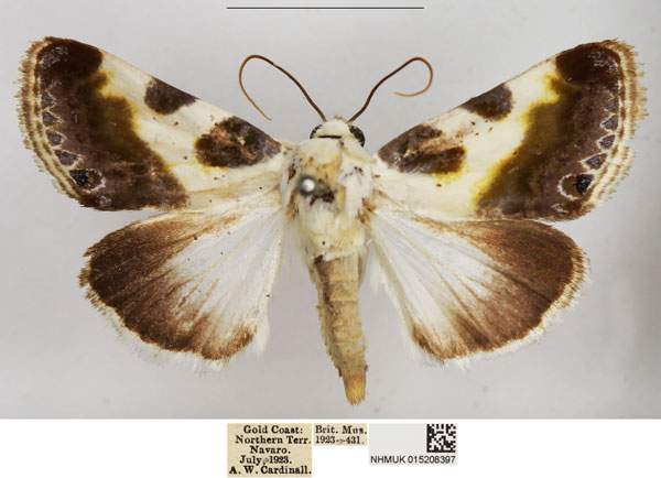 /filer/webapps/moths/media/images/V/vaualbum_Acontia_AM_NHMUK.jpg