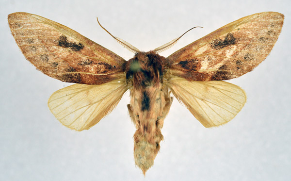 /filer/webapps/moths/media/images/V/vaumaculata_Synete_AM_NHMO.jpg